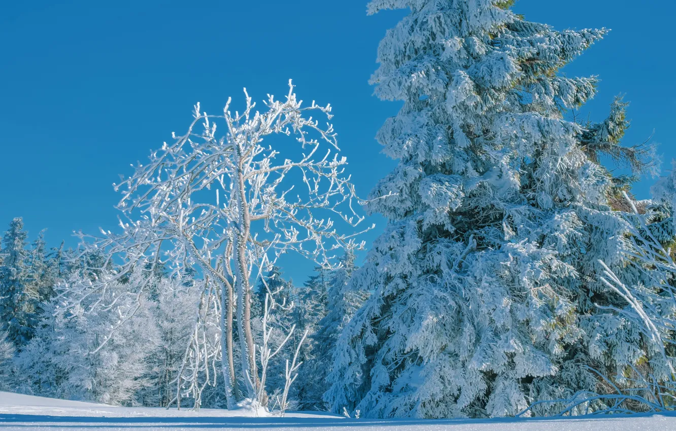 Фото обои зима, лес, небо, снег, деревья, синева, дерево, ель