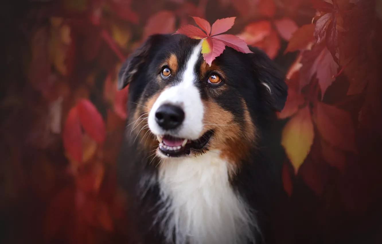 Фото обои осень, язык, глаза, взгляд, морда, листья, ветки, природа