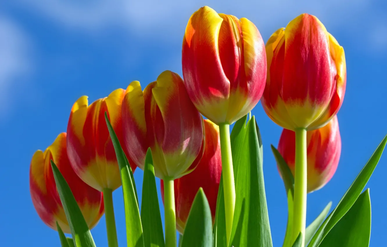 Фото обои небо, тюльпаны, бутоны