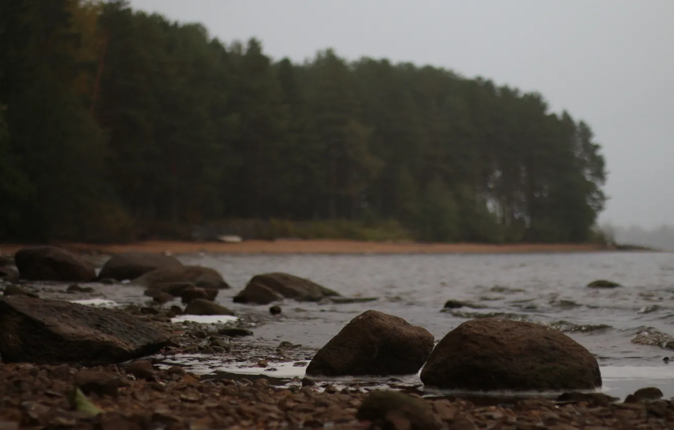 Фото обои лес, вода, озеро, камни, дождь, берег