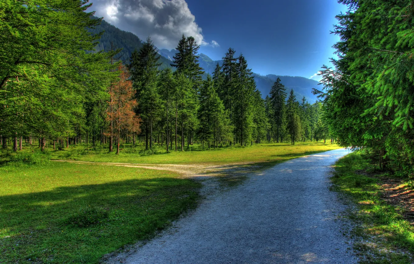 Фото обои лес, небо, трава, облака, природа, дороги