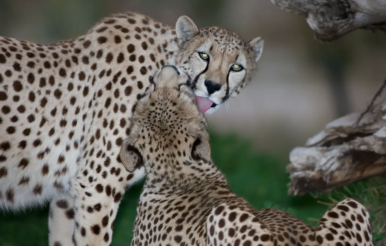 Фото обои язык, кошка, поцелуй, пара, гепард