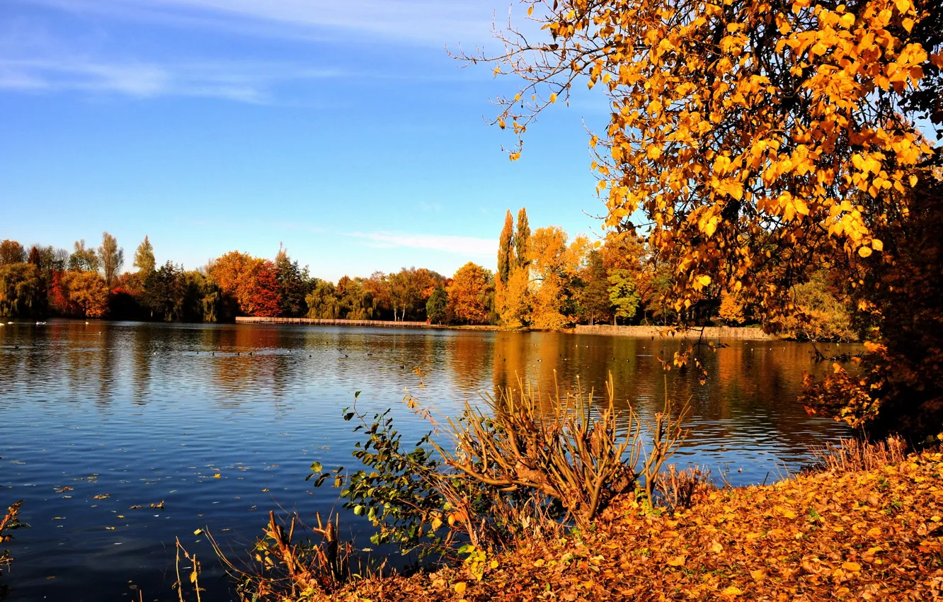 Фото обои осень, листья, деревья, ветки, желтые, Германия, рекa, Гладбек