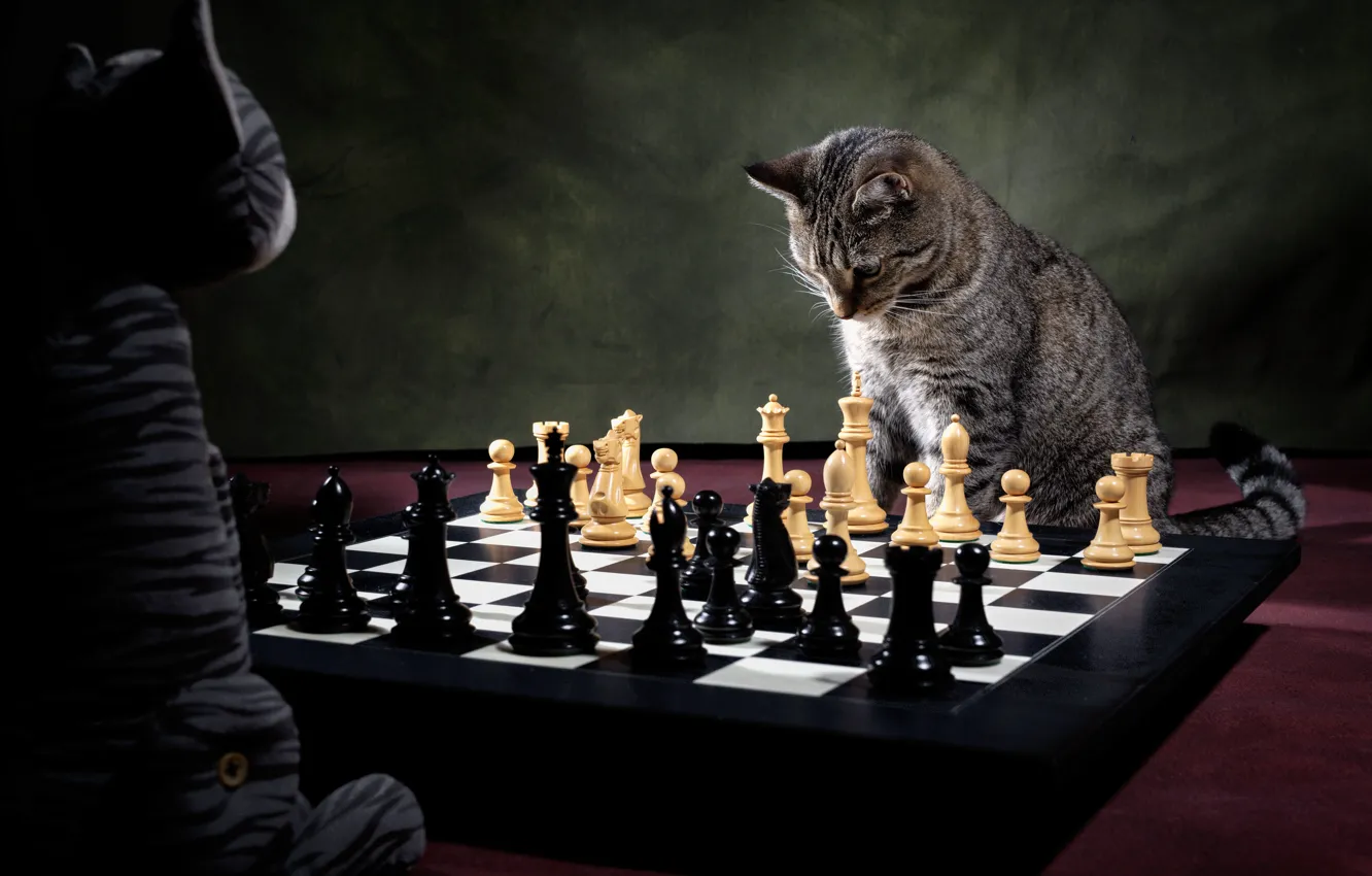 Фото обои кот, игрушка, игра, шахматы, шахматист, шахматная партия