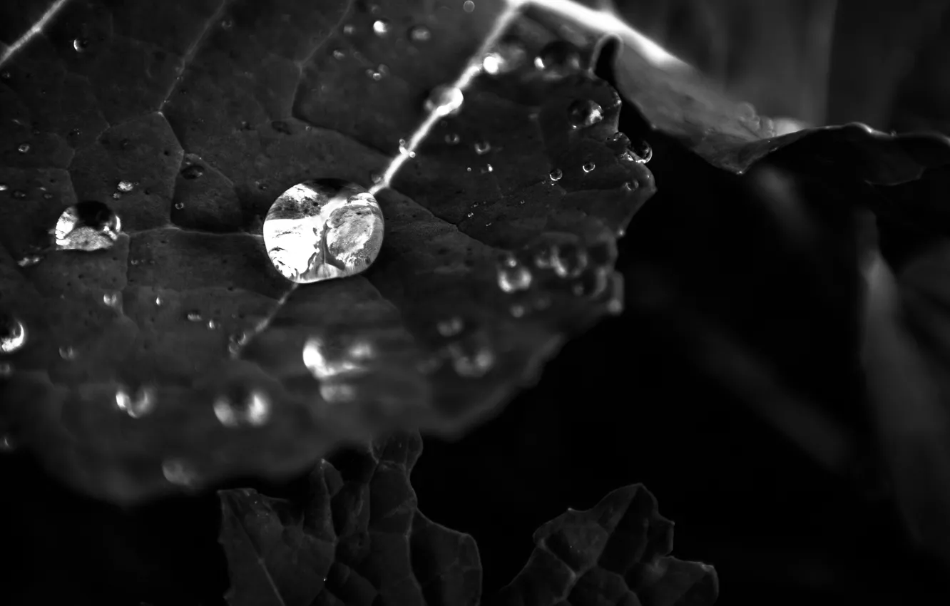 Фото обои Water, Macro, Reflection, Leaf, Black and white, Droplet