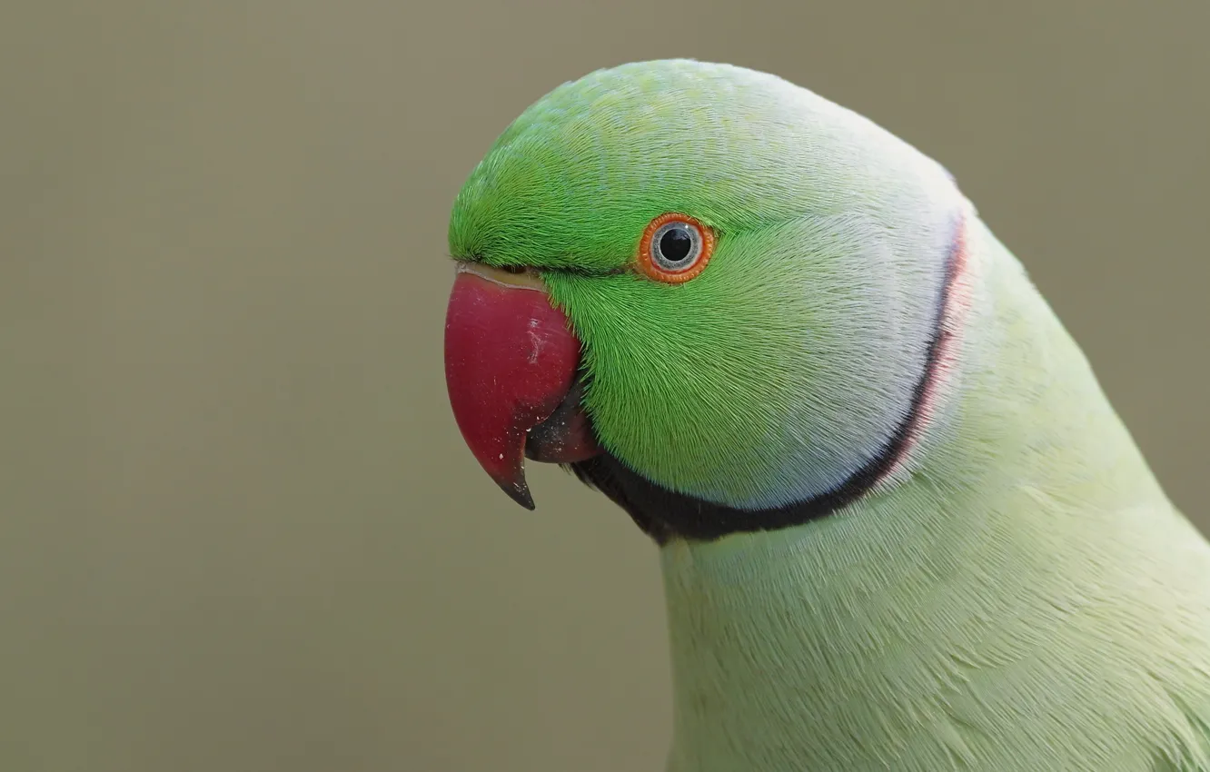 Фото обои green, cute, male, parakeet