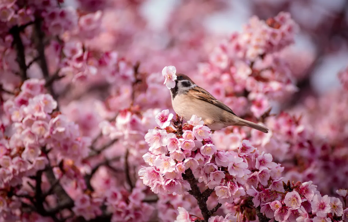 Фото обои цветы, природа, птица, весна, воробей, Вишня, розовые