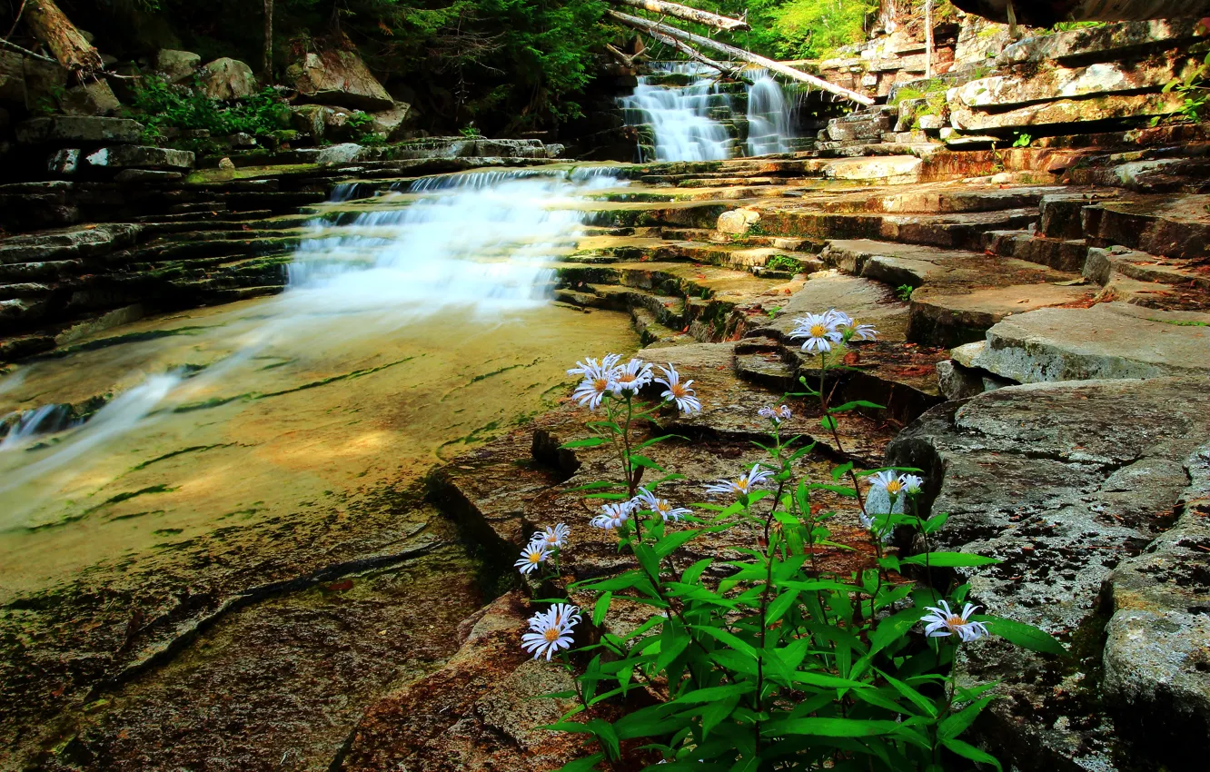 Фото обои цветы, камни, поток, Водопад, flowers, waterfall