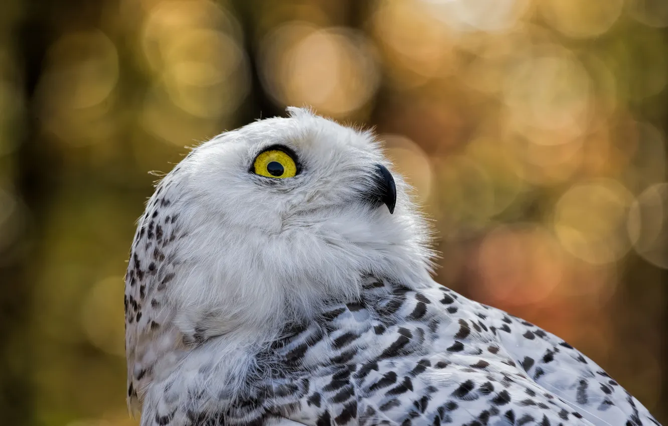 Фото обои nature, wildlife, Snowy Owl, fauna