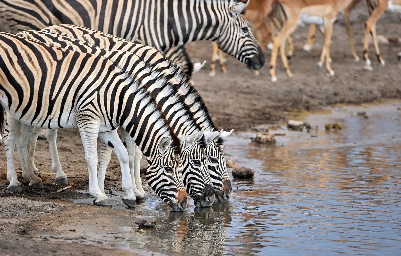 Фото обои природа, водопой, зебры