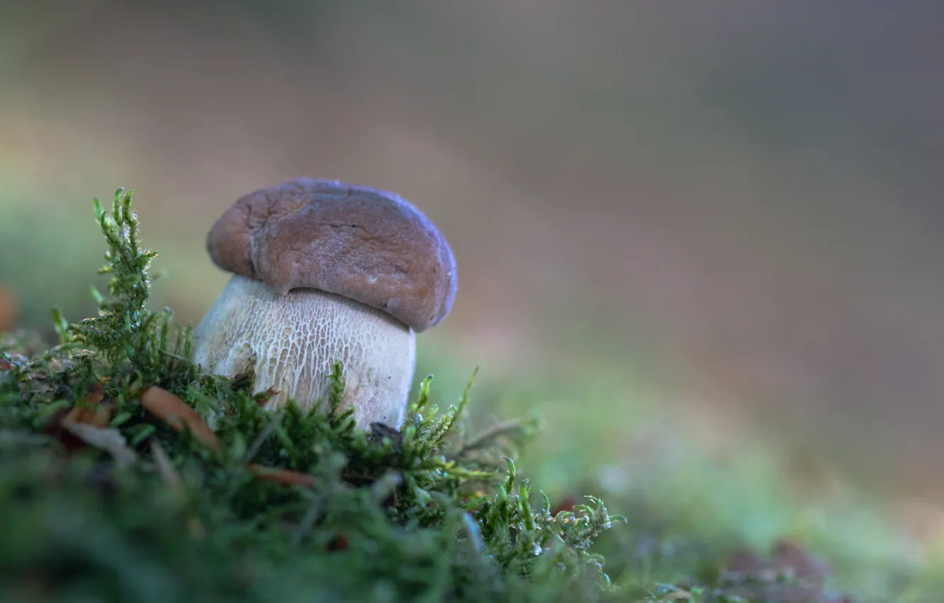 Фото обои осень, лес, природа, мох, Белый гриб