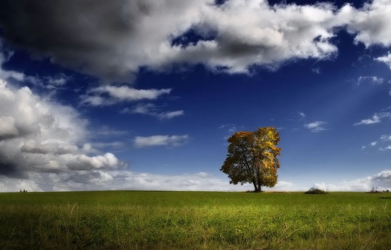 Фото обои поле, облака, дерево