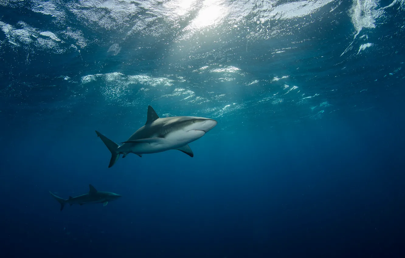 Фото обои море, две, акулы, под водой, лучи света, плывут