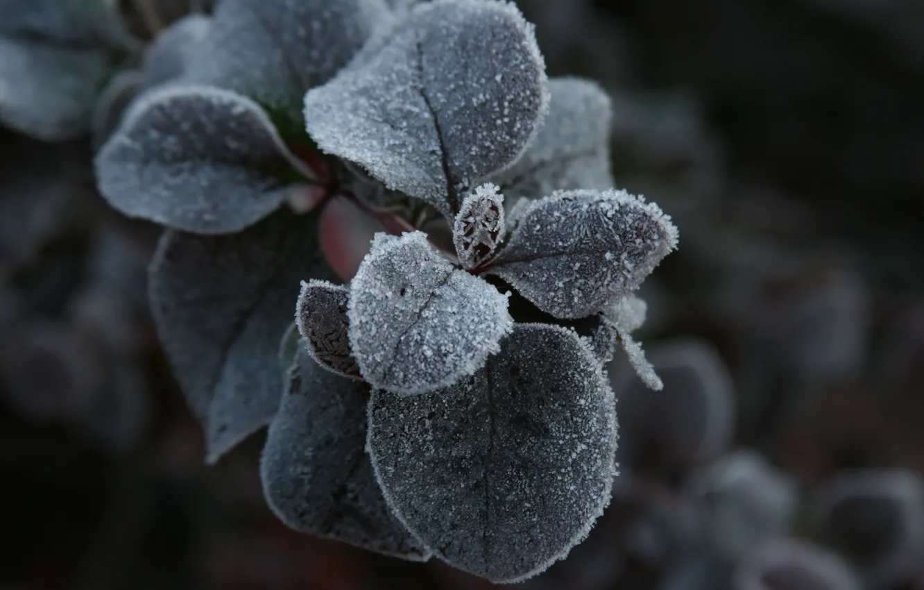 Фото обои холод, иней, макро, фон, обои, растение, утро, мороз