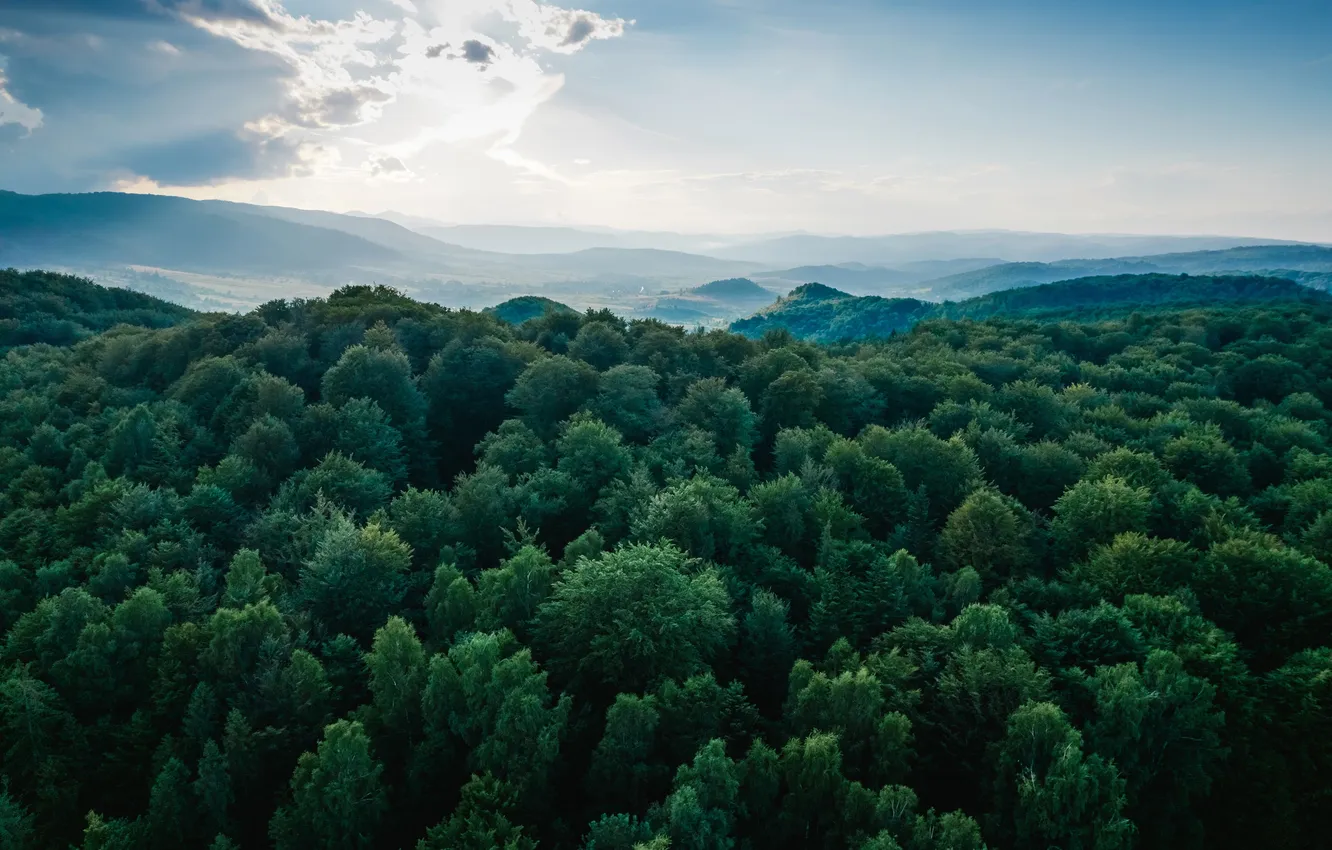 Фото обои green, forest, landscape, background, view, tree, environment