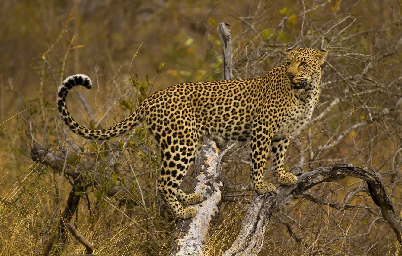 Фото обои дерево, леопард, стоит, смотрит, пятнистая кошка