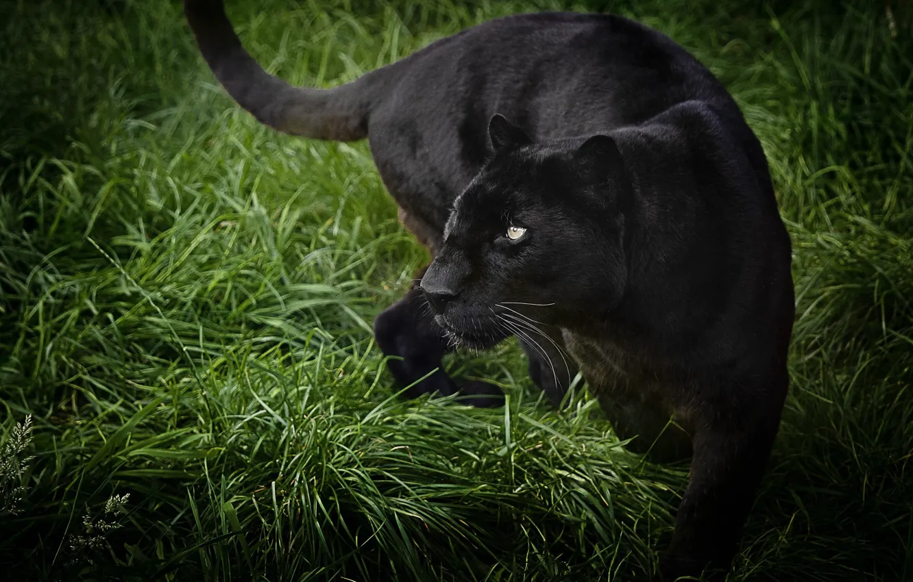 Фото обои трава, взгляд, поза, пантера, черная, дикая кошка