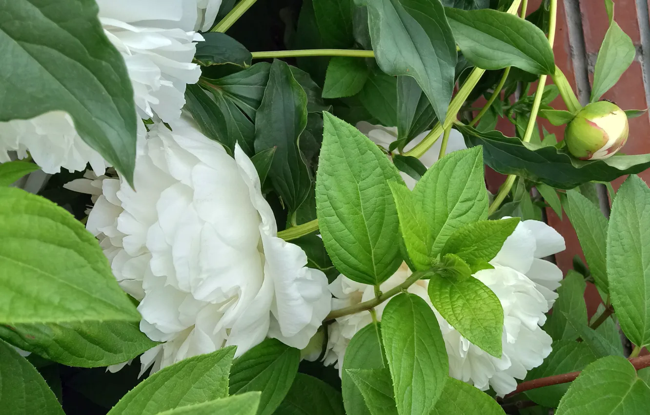 Фото обои листва, бутоны, пионы