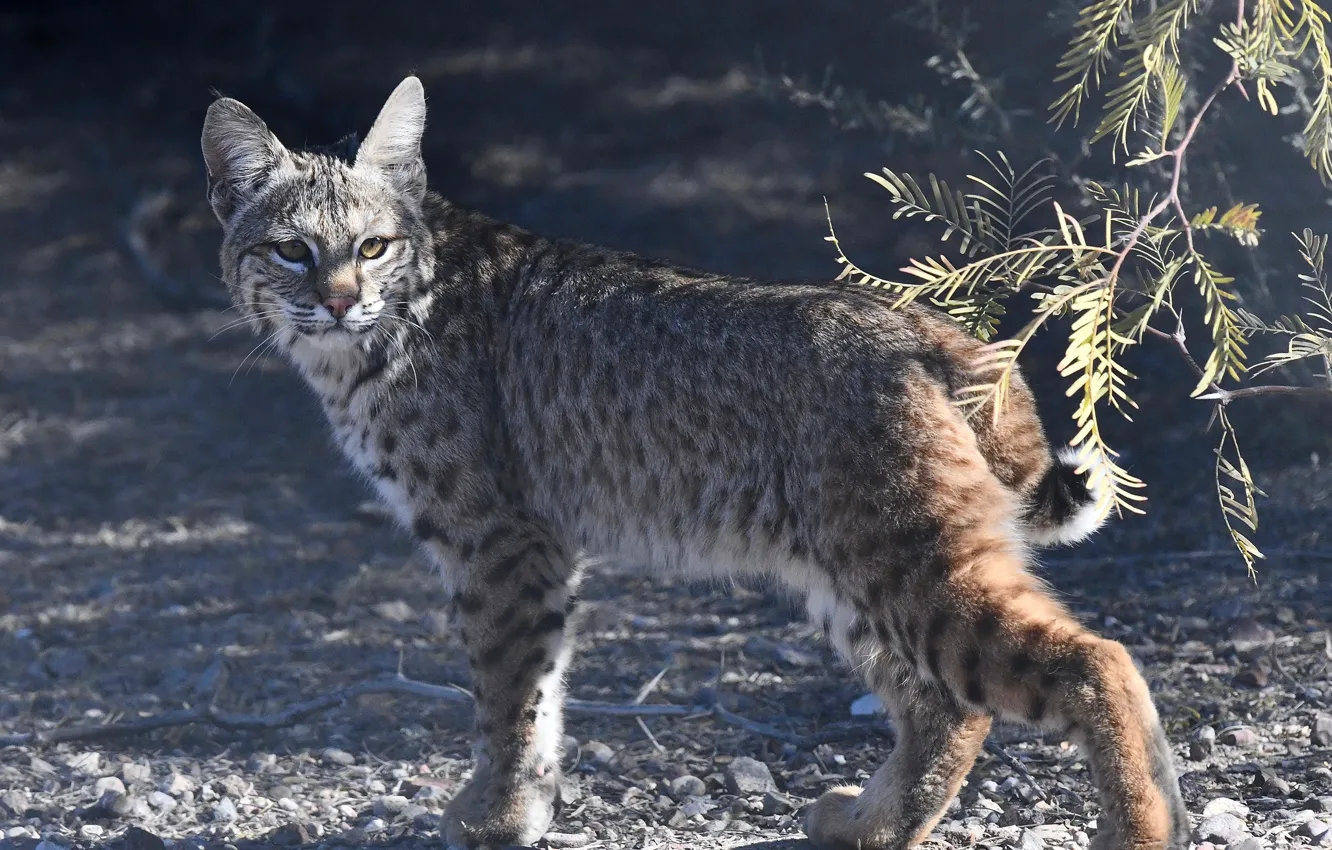 Фото обои солнце, ветки, природа, камни, рысь