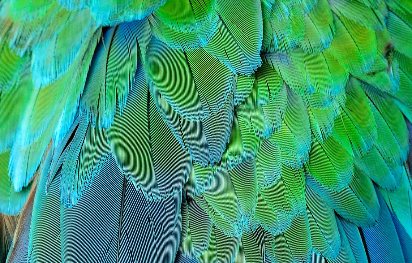 Фото обои перо, перья, Background, feather, card