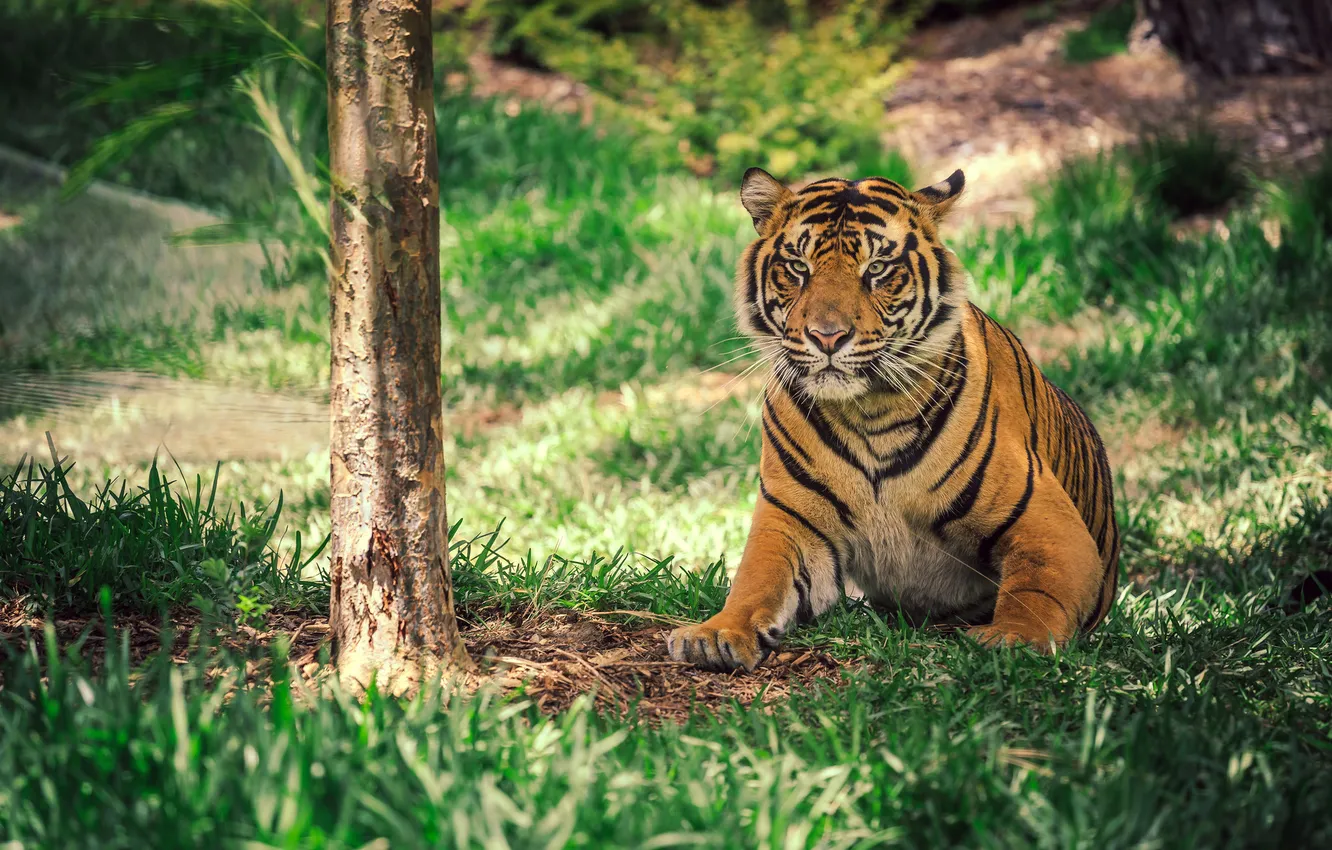 Фото обои тигр, полосы, дерево, окрас, травка