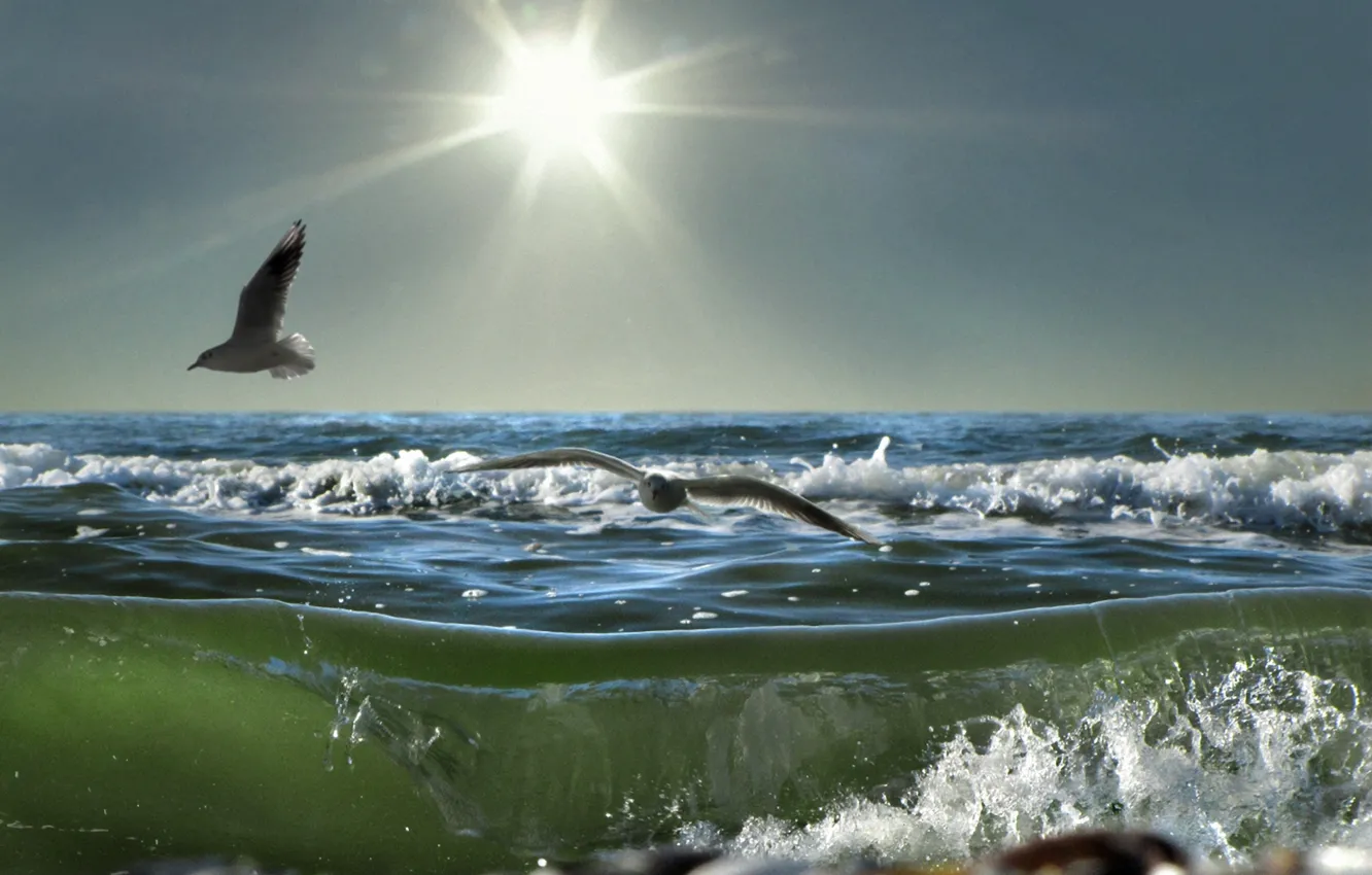 Фото обои море, пена, солнце, волна, чайки