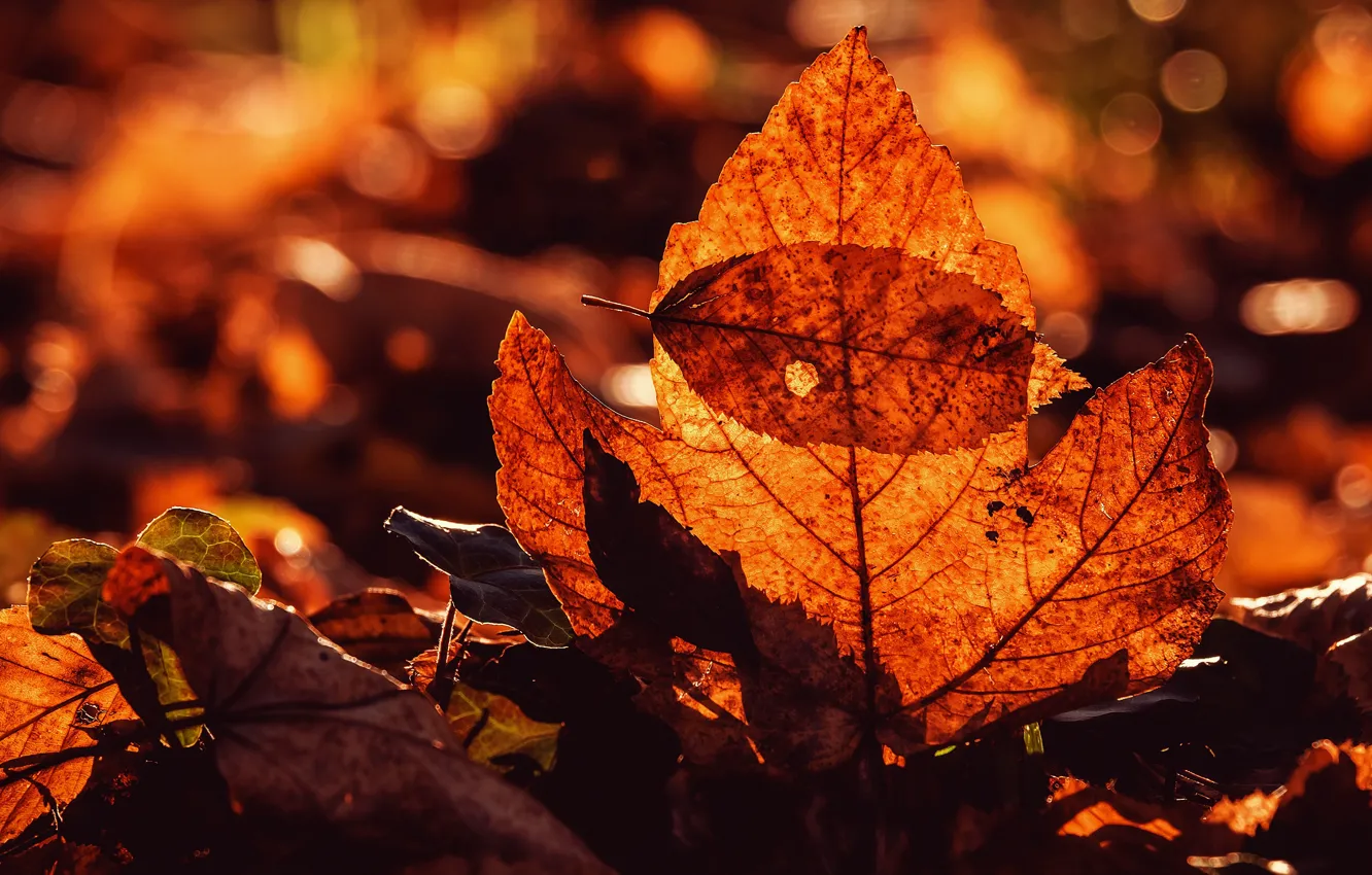 Фото обои осень, свет, ветки, яркие, красные, краски осени, боке, осенние листья