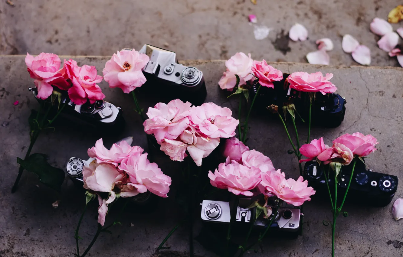 Фото обои Фотоаппараты, Pink roses, Розовые розы