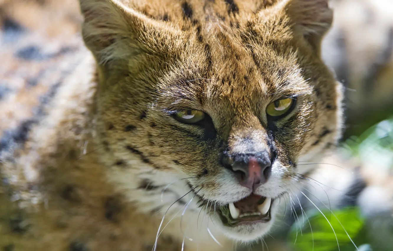 Фото обои кошка, морда, клыки, сервал, ©Tambako The Jaguar