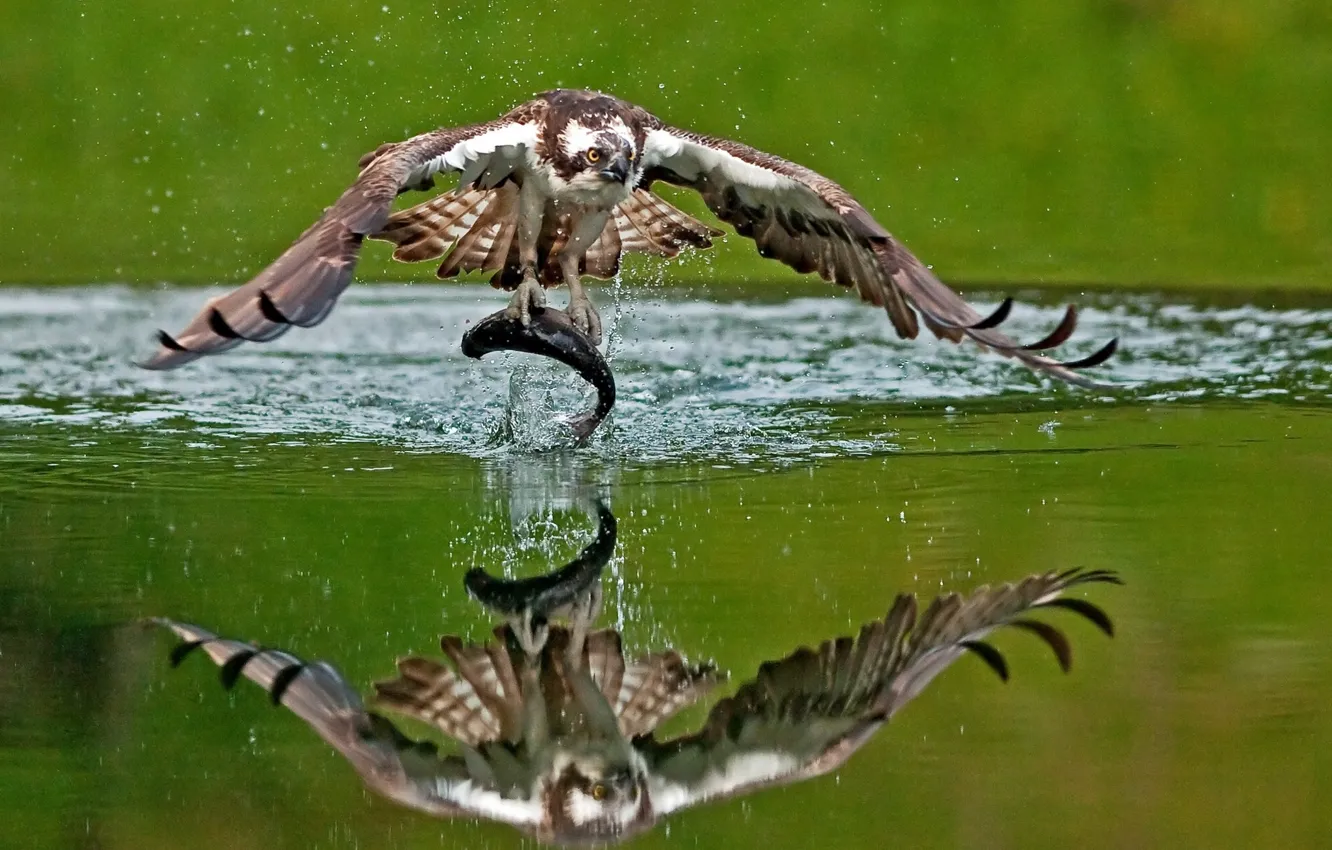 Фото обои вода, отражение, птица, рыба, добыча, улов, Скопа