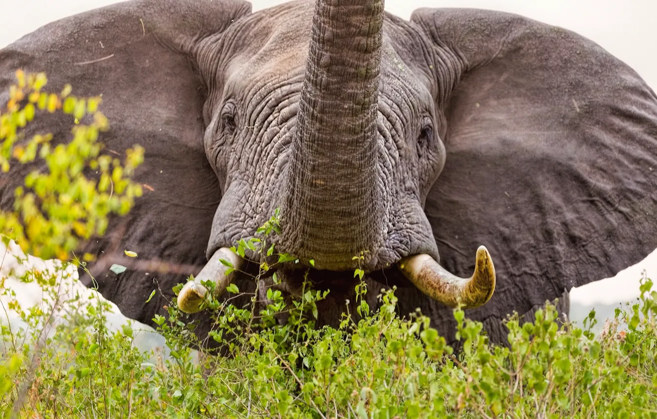 Фото обои слон, уши, бивни, хобот