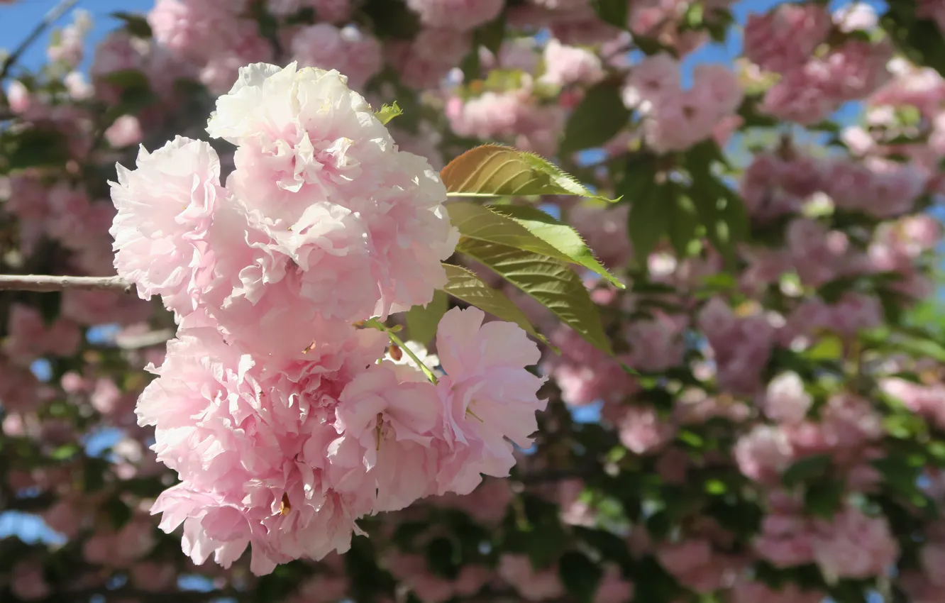Фото обои свет, цветы, ветка, весна, сакура, розовые, цветение, миндаль