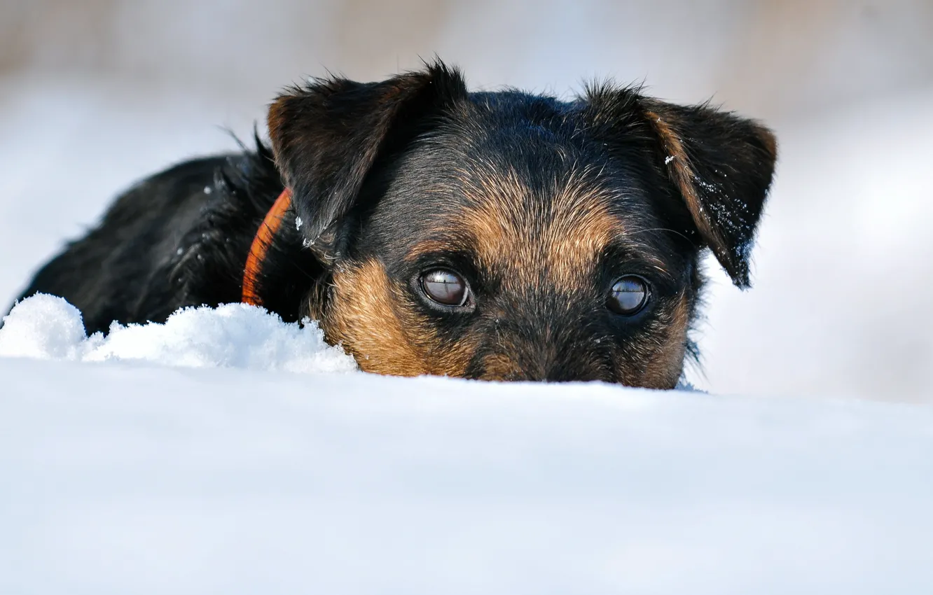 Фото обои зима, снег, собака, ягдтерьер