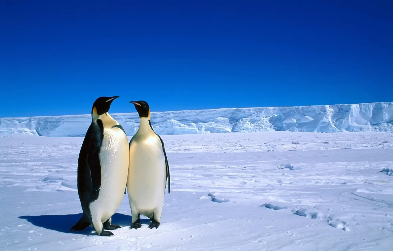 Фото обои животные, пингвины, антарктика