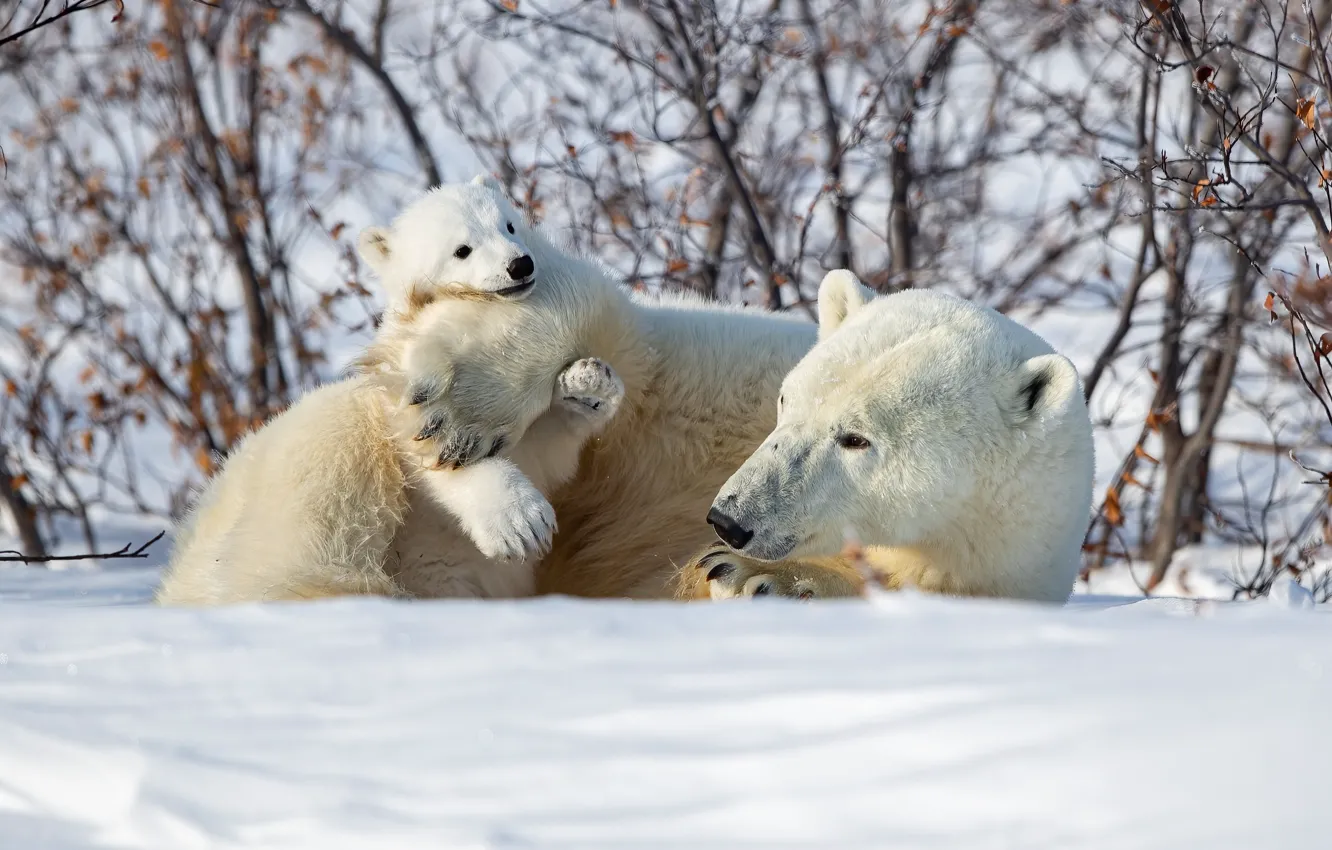 Фото обои зима, снег, медвежонок, кусты, медведица, Белые медведи, Полярные медведи