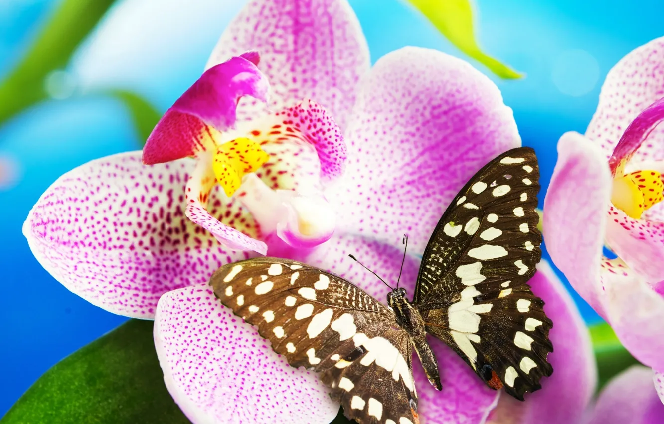 Фото обои цветок, бабочка, орхидея, blossom, butterfly, Orchid