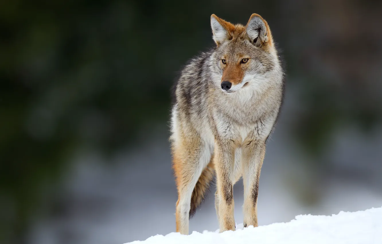 Фото обои глаза, снег, eyes, snow, боке, bokeh, койот, coyote