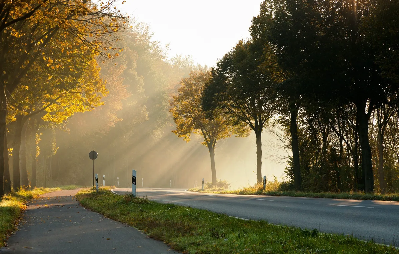 Фото обои дорога, солнце, свет, деревья, утро