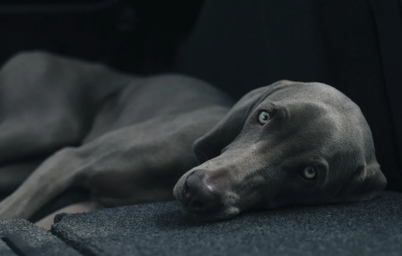 Фото обои black, close-up, grey, eyes, dog, bokeh, creature, lying