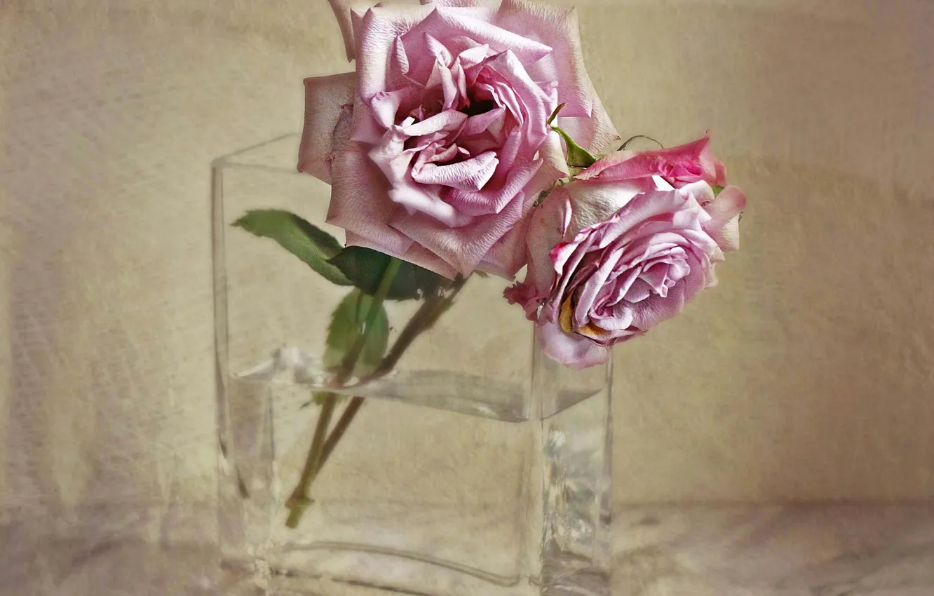 Фото обои текстура, ваза, увядание, две розы