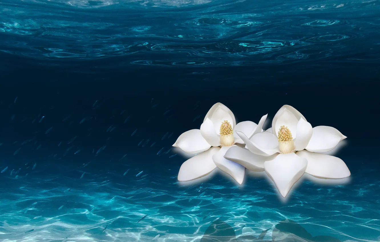Фото обои ocean, water, floating lilies, river.
