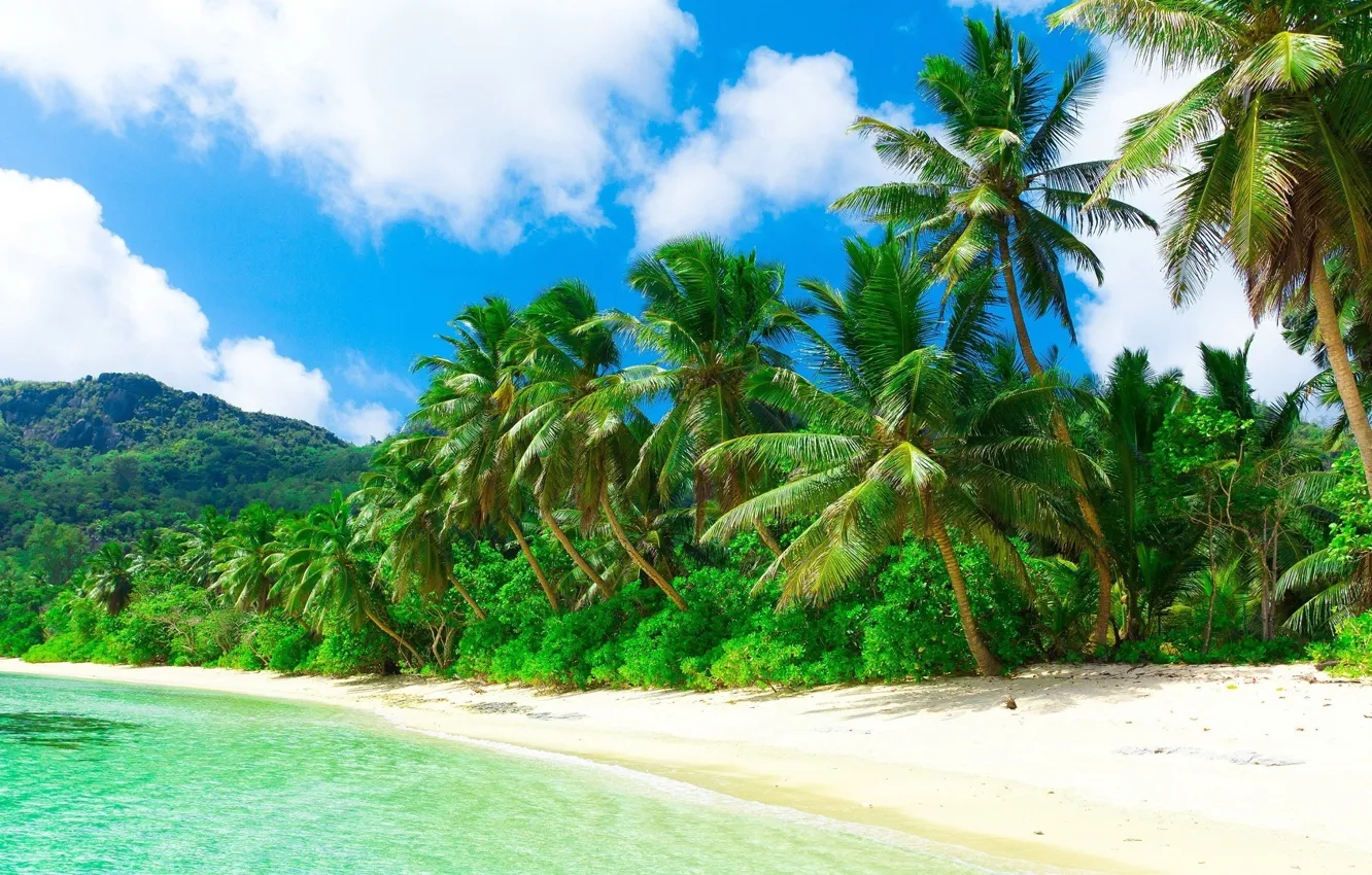 Фото обои море, пляж, природа, тропики, пальмы