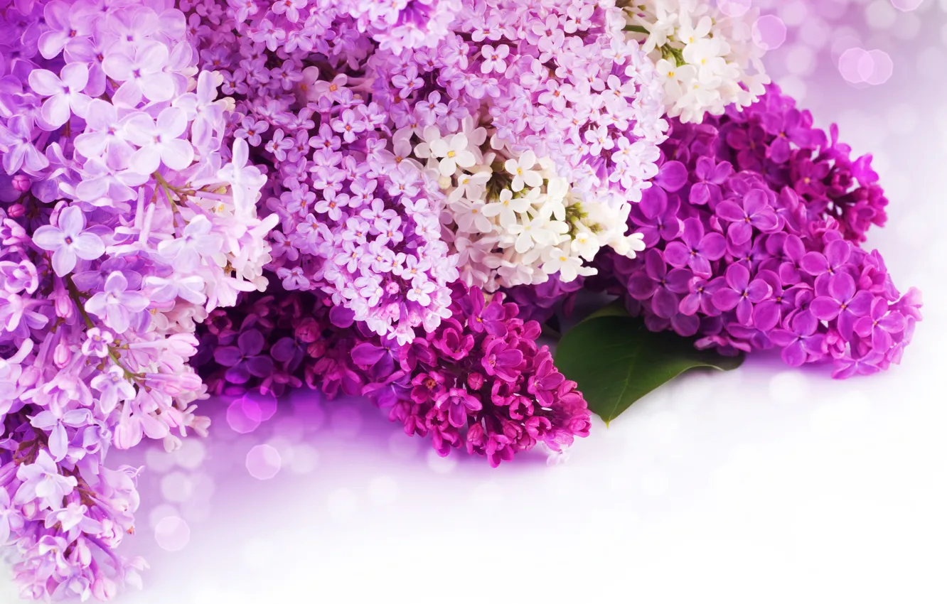 Фото обои цветы, лепестки, фиолетовые, белые, сирень, боке