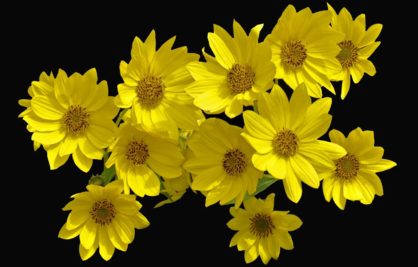 Фото обои цветы, чёрный фон, жёлтые цветы