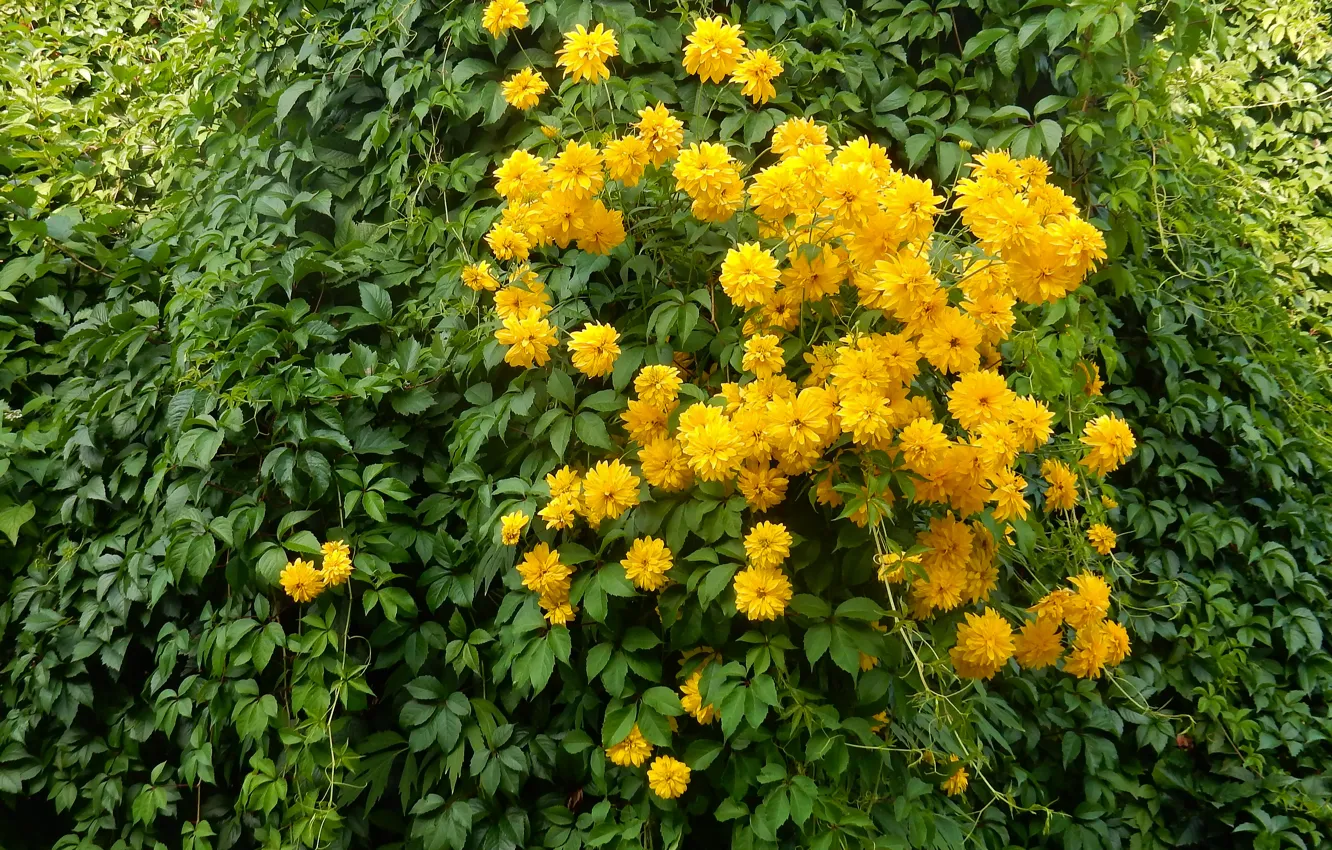 Фото обои трава, цветы, widescreen, обои, wallpaper, широкоформатные, background, обои на рабочий стол