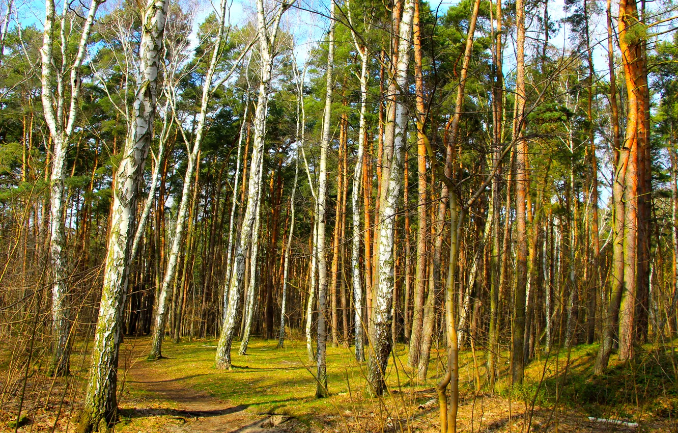 Фото обои forest, tree, plant