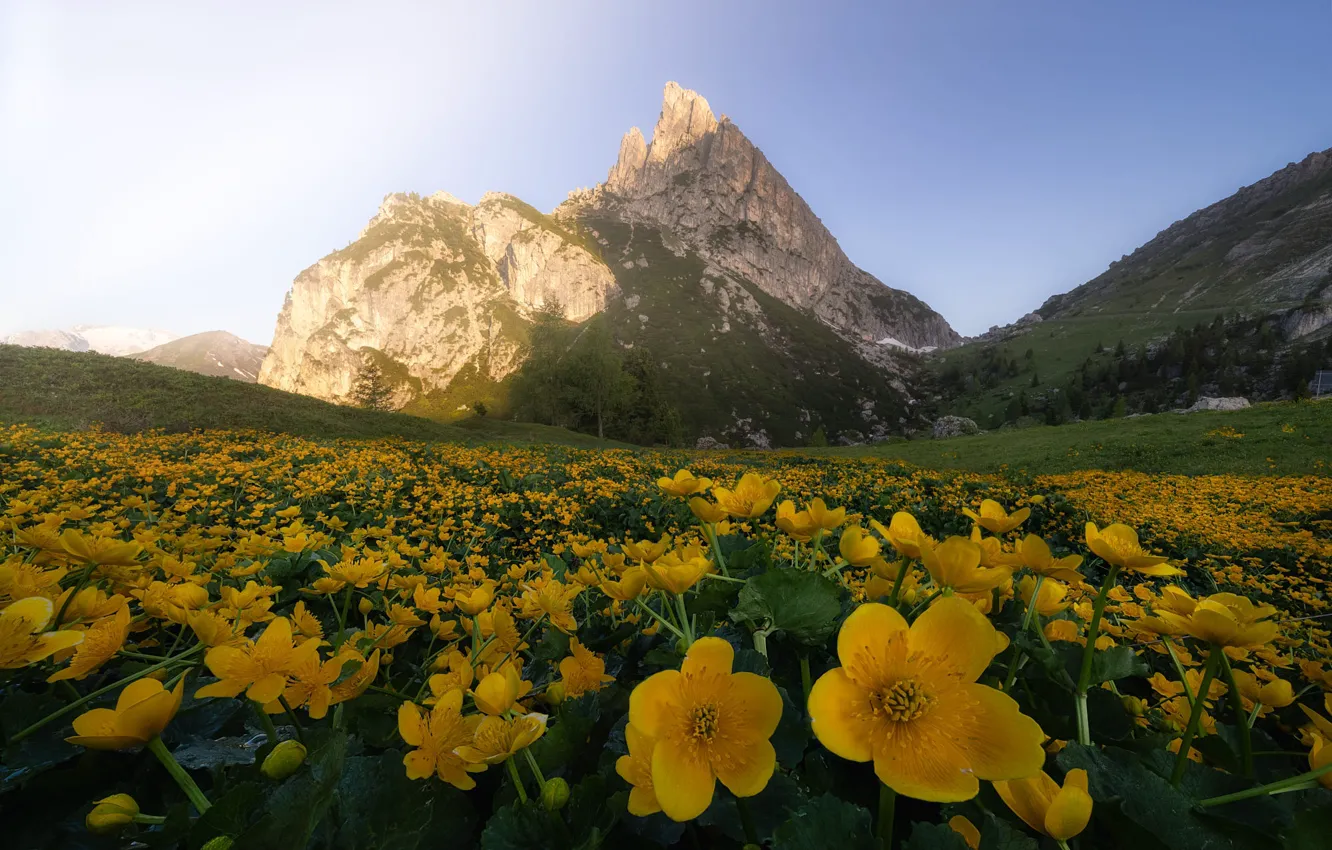 Фото обои лето, цветы, горы, желтые, луг