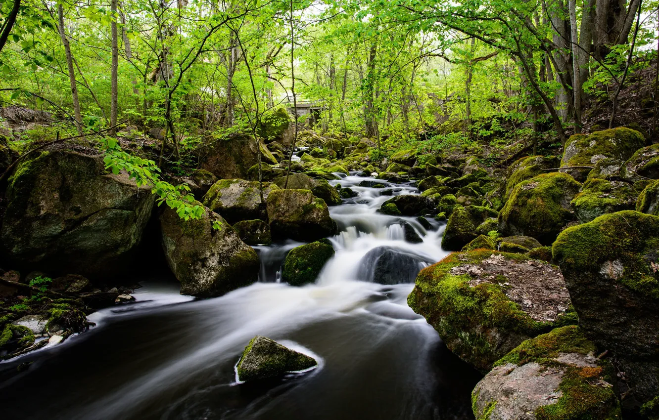 Фото обои Поток, Лес, Камни, Ручей