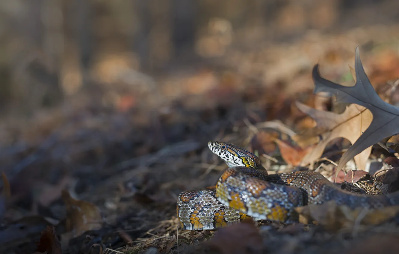 Фото обои листья, змея, боке, Маисовый полоз