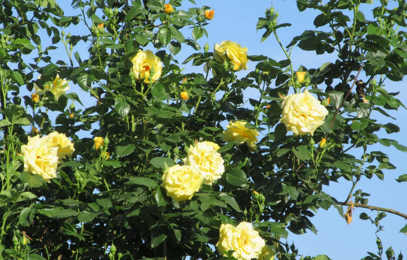Фото обои цветы, куст, розы, жёлтые, весна 2018, Mamala ©